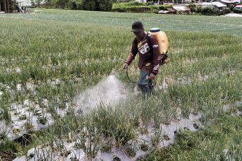 Solok peringkat dua  produsen bawang terbesar di Indonesia