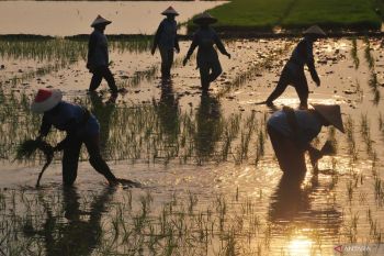 Indonesia's Prabowo okays rice export plan to Malaysia: official