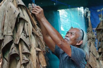Budi daya maggot