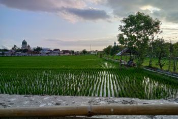 Mataram atasi kekurangan air sawah dengan bantuan mesin pompa