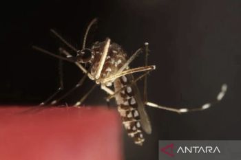 Dinkes Riau temukan 44 kasus malaria di Inhil