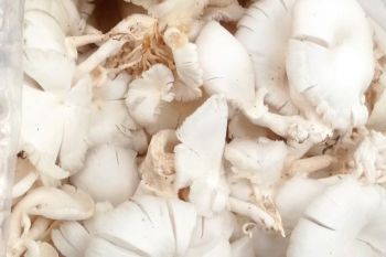 Pembudidaya jamur tiram di Lebak kewalahan layani permintaan pasar