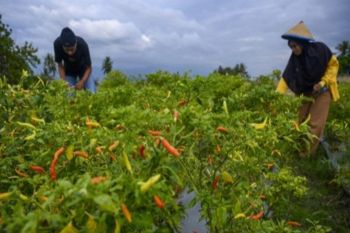 Sulteng realisasikan 110 hektare lahan untuk budidaya cabai