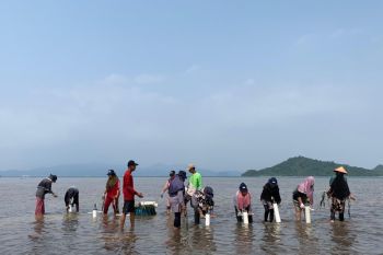 Bukit Asam restorasi padang lamun di Kawasan Cuku Nyinyi Lampung