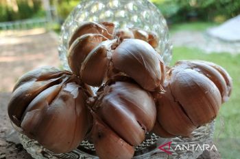 Ahli sarankan tidak gunakan bawang putih untuk jerawat