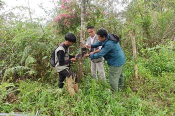 Tim gabungan pasang kamera jebak usai kemunculan beruang di Lampung Barat