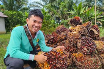 Gapki: EUDR lebih merugikan petani kecil dibandingkan pengusaha sawit