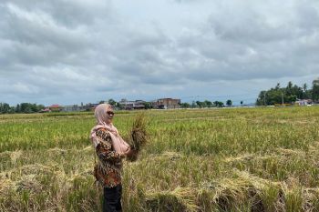 Pemkot Pariaman catat produksi padi Januari-September 16.408,2 ton