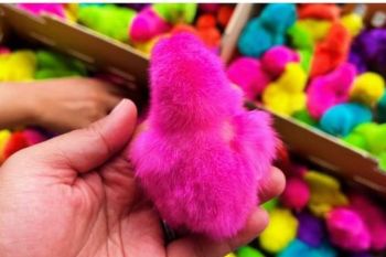 Karantina Papua Tengah periksa 500 ekor anak ayam warna warna asal Makassar