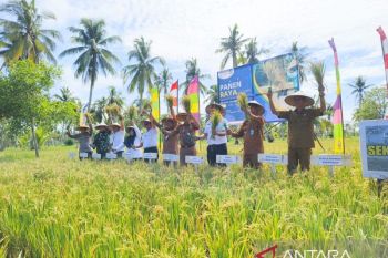 Luas panen padi di Kalbar 2024 diperkirakan 255,11 ribu ha