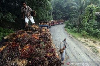 Disbun Riau tetapkan harga TBS kelapa sawit naik jadi Rp3.348,15/kg