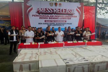 Tim gabungan gagalkan penyeludupan 237.305 benih bening lobster di perairan Kepri