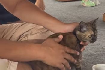 ICA Mataram apresiasi Bang Zul peduli penanganan kucing dan anjing liar