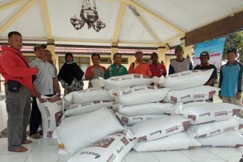 Sleman salurkan pakan konsentrat untuk 300 ekor sapi bunting