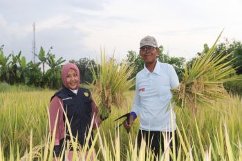 DP3 Sleman berhasil kembangkan kawasan pertanian sehat hemat biaya