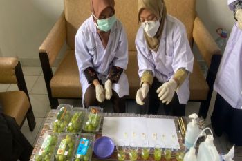 DP3 Sleman melakukan uji cepat residu pestisida Anggur Muscat