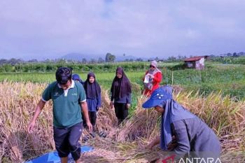 Asuransi petani padi Padang Panjang upaya tingkatkan ketahanan pangan