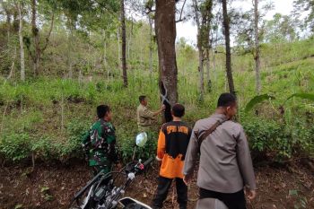 Petugas identifikasi puluhan pohon rapuh di jalur Trenggalek-Pacitan