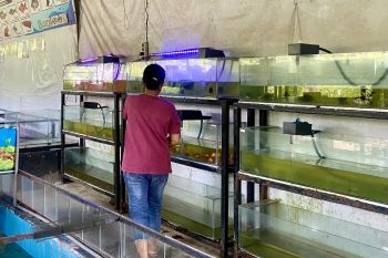 Pemkot Batam dorong pengembangan budidaya ikan hias