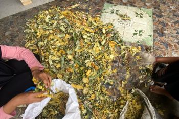 Limbah nanas jadi pakan ternak