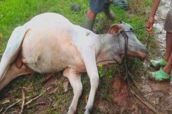 Puluhan ekor sapi di Boalemo Gorontalo diduga mati karena diracun