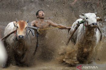 Serunya tradisi balapan Pacu Jawi di Tanah Datar Sumbar