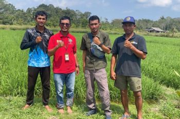 Kementan dampingi petani Bintan kendalikan OPT tanaman padi