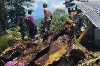 Sembilan orang tewas tertimpa pohon di situs Bulu Matanre Soppeng