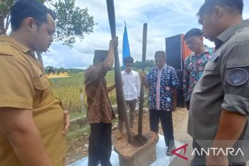 Produksi beras petani Babel naik 13,52 persen