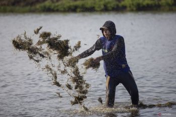 Ilmuwan kembangkan bibit rumput laut yang tahan penyakit dan adaptif perubahan iklim