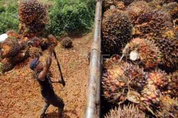 Penurunan DBH diterima Kalteng dapat berimbas langsung ke perkebunan sawit