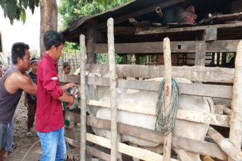 Pemkab Parigi: SPR penting untuk memperkuat sektor peternakan daerah