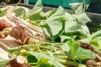 Kelompok tani perempuan di Supiori ikut menanam keladi