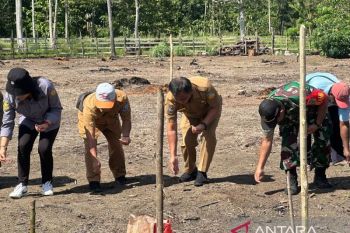 Pemkab Jayapura dan masyarakat adat kolaborasi dukung program food estate