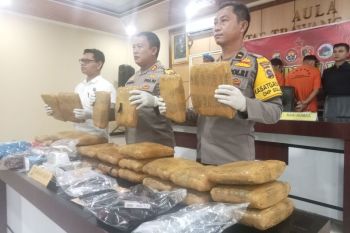 Polres: 30 kilogram ganja akan diedarkan pelaku di Pasaman Barat