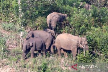 BKSDA catat 120 ekor gajah Sumatera hidup di TNBT Jambi