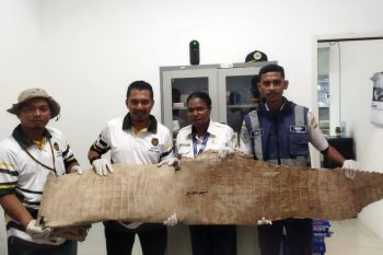 Tim Karantina Papua Selatan amankan kulit buaya utuh dari Bandara Mopah