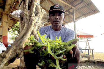 DPRD dukung wacana budi daya rumput laut di Seruyan