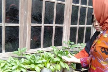 Pemkot Bandarlampung gerakkan KWT untuk perkuat ketahanan pangan
