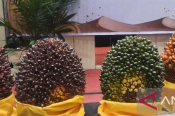 Harga kelapa sawit di Jambi tembus Rp3.612 per kilogram