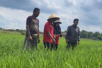 BSIP Kepri dampingi petani padi di Bintan kelola fase primordia