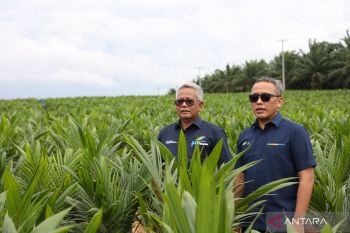 PTPN inisiasi program PSR intercropping padi dukung swasembada pangan nasional