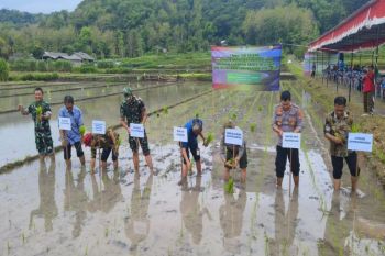 Sleman tanam padi organik Sembada Merah di Sumberejo