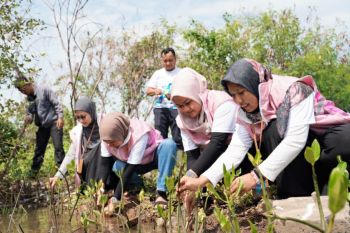 PLN Icon Plus Jawa Bagian Tengah tanam 1.000 mangrove di Maerakaca