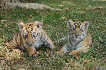 Taman Safari Indonesia rayakan kelahiran lima satwa
