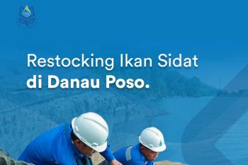 Poso Energy kembali Restocking ikan sidat di Danau Poso