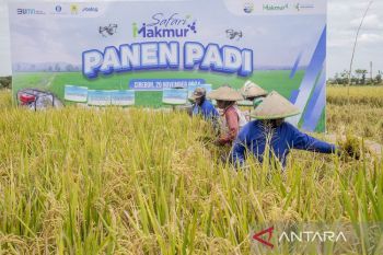 Panen padi Program Makmur