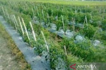 Forkopimda Parepare upayakan tanaman cabai mendukung ketahanan pangan