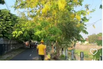Pohon pelindung waru di jalanan Mataram diganti jenis lain