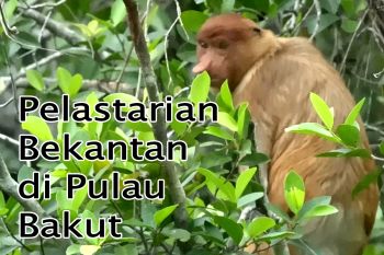 Feature - Pelestarian Bekantan di Pulau Bakut Bagian 4